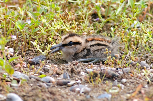 Greater Painted-snipe Rostratula benghalensis Beautiful Baby Bird of Thailand