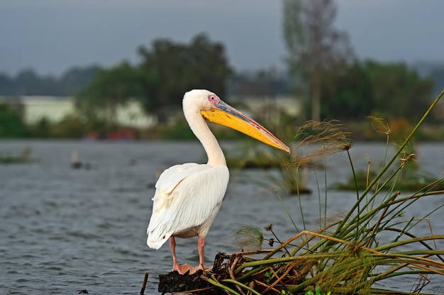 Greater Pelican flying over the coast of Lake Naivasha