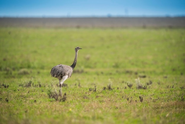 Greater Rhea in Pampas countryside environment La Pampa province Argentina