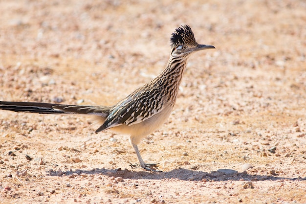 Greater Roadrunner near Lake Powell Utah