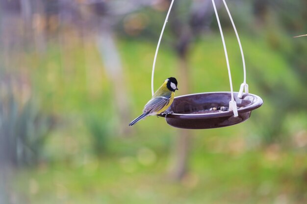 Greater titmouse bird sitting on a seed-can.