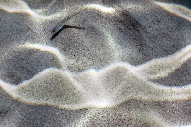 Greater weever on sandy sea floor (Trachinus draco)