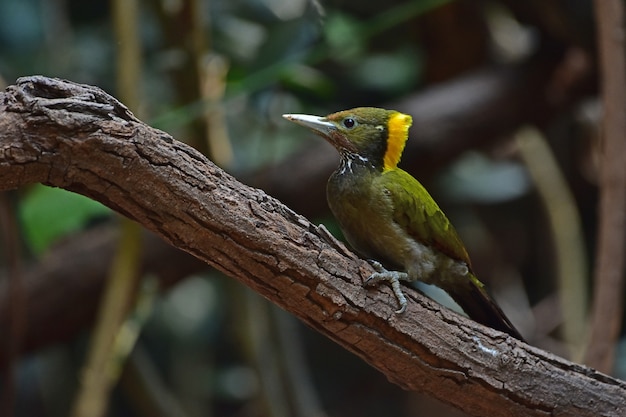 Greater yellownape sitting on a tree log