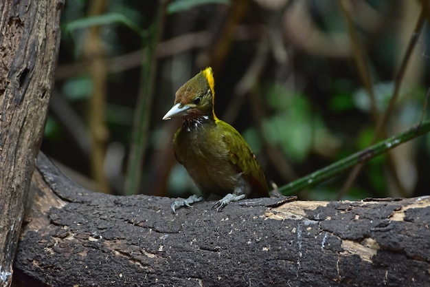 Greater yellownape sitting on a tree log