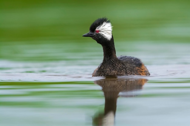 Grebe swimming on lagoon La Pampa Patagonia Argentina