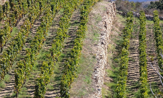 Greece Cyclades island Aerial drone view of rocky landscape with grapevine sunny day