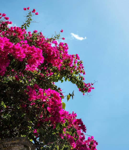 Greece Cyclades Island Blooming pink bougainvillea flower under blue sky background Vertical