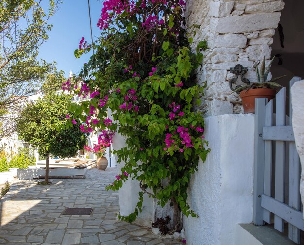 Greece Cyclades Tinos island Dio Horia village Narrow paved alley with tree and bougainvillea