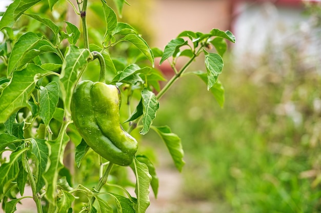 Greeen peppers in the orchard