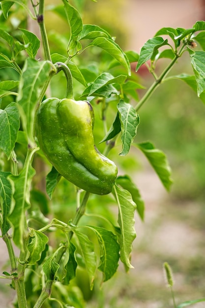 Greeen peppers in the orchard