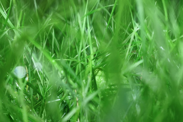 Green abstract grass background Spring and summer backdrop