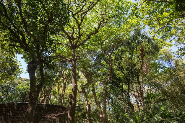 green african trees and vegetation in Mauritius