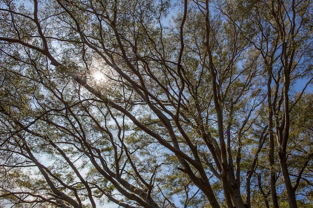 green african trees and vegetation in Mauritius