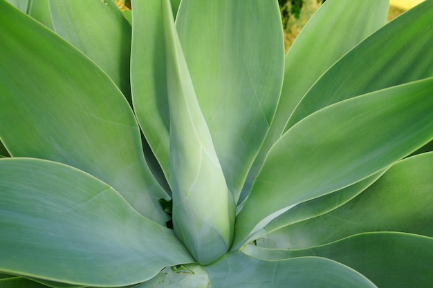 Green Agave succulent plant growing in the summer season Closeup of a tropical perennial plants stem with soft pattern details Thick lush leaves growing flourishing in eco friendly environment