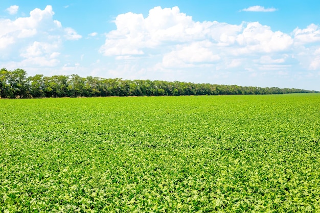 Green agricultural field of sugar beet and blue sky The vegetable harvest is ripening