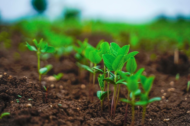 Green agriculture field in india