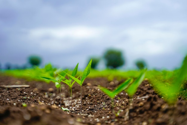 Green agriculture field with cloudy sky background