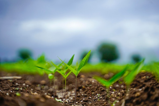 Green agriculture field with cloudy sky background