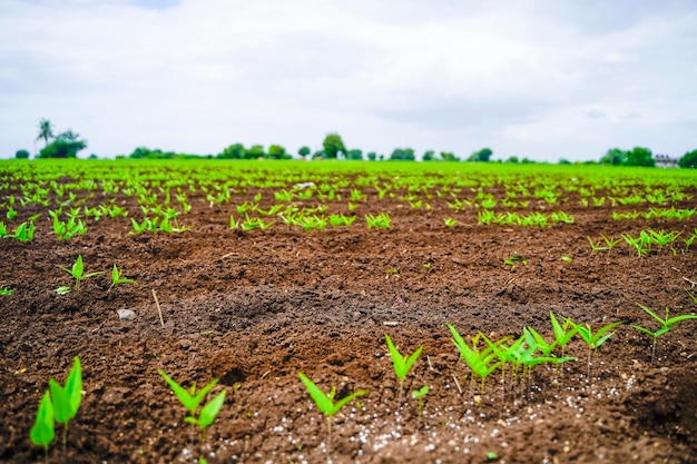 Green agriculture field with cloudy sky background