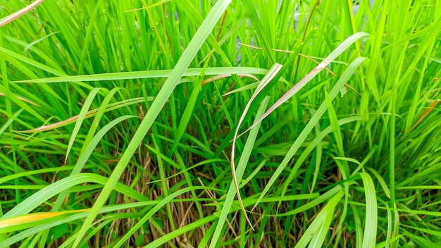 The green alang alang wild grass plant in Indonesia or Imperata cylindrica