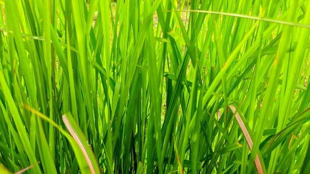 The green alang alang wild grass plant in Indonesia or Imperata cylindrica