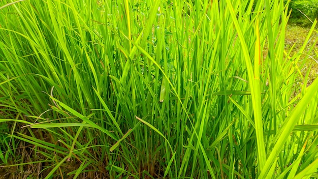 The green alang alang wild grass plant in Indonesia or Imperata cylindrica