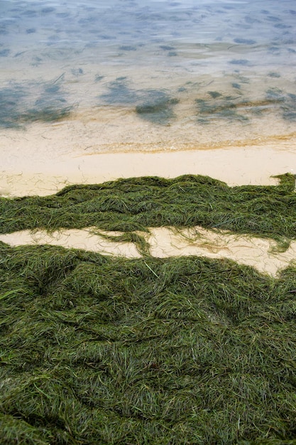 Green algae on a sandy beach