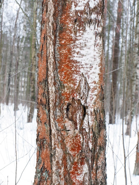 Green algae Trentepohlia umbrina on the trunk of an aspen tree