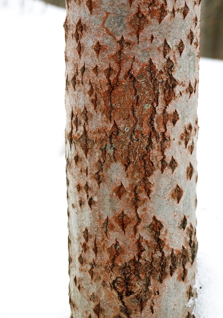 Green algae Trentepohlia umbrina on the trunk of an aspen tree