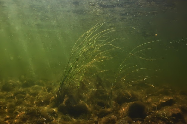 green algae underwater in the river landscape riverscape, ecology nature