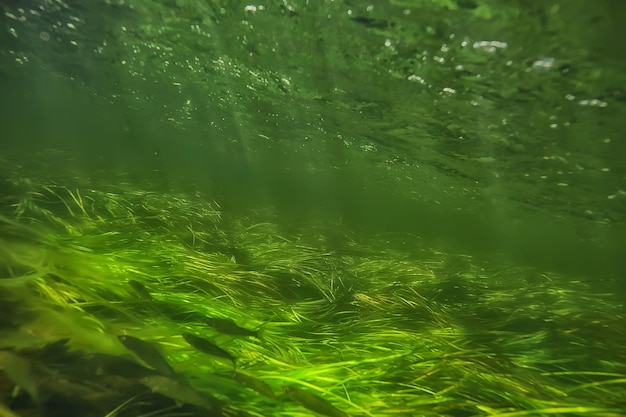 Photo green algae underwater in the river landscape riverscape, ecology nature