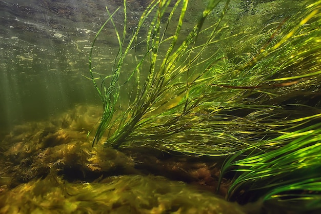 green algae underwater in the river landscape riverscape, ecology nature