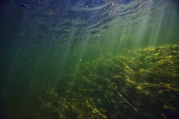 green algae underwater in the river landscape riverscape, ecology nature