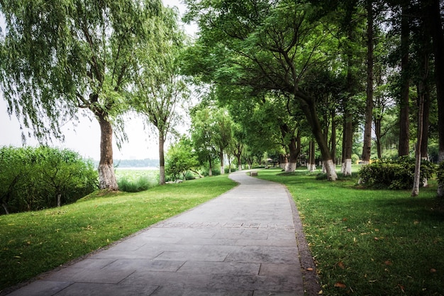 Green alley with trees in the park