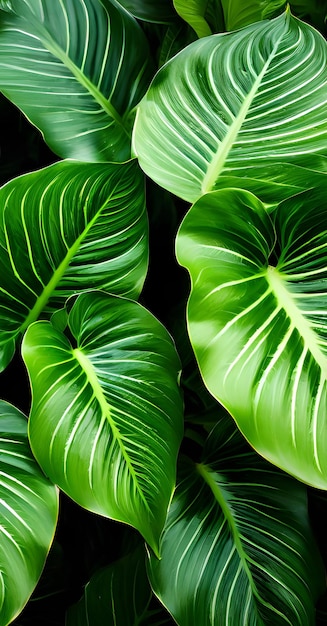 Green alocasia leaves background