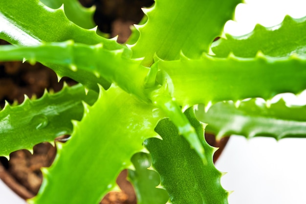 Green aloe medicinal plant isolated on white background closeup view