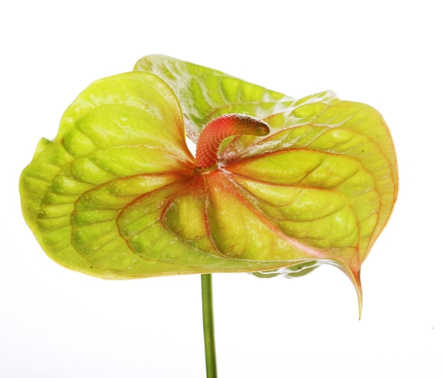 Green Anthurium close up