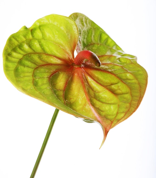 Green Anthurium close up