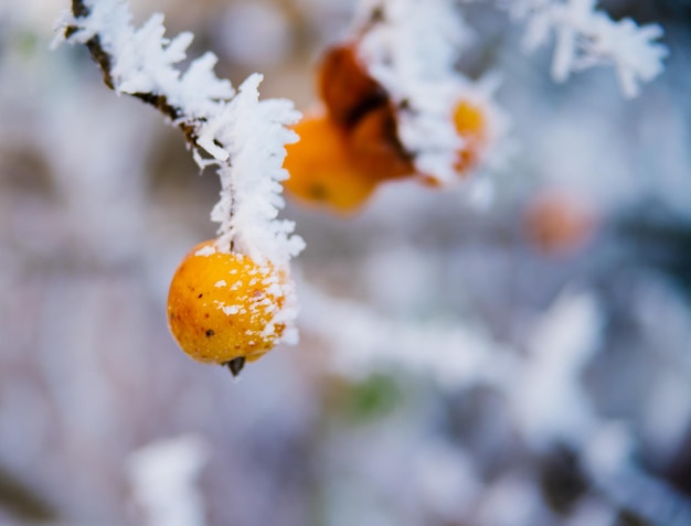 A green apple on a branch in winter Frozen fruit covered with frost and snow Beauty is in nature Garden in December