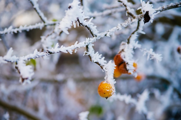 A green apple on a branch in winter Frozen fruit covered with frost and snow Beauty is in nature Garden in December