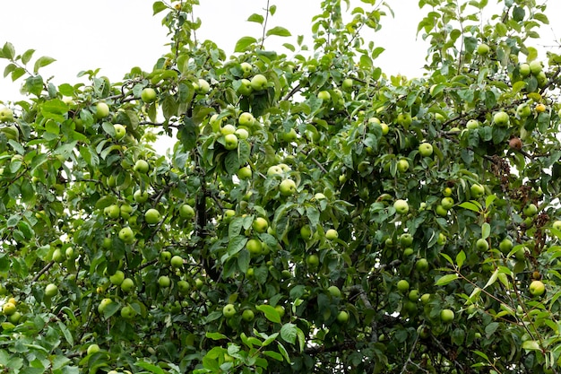 Green apple fruit on a tree on a sky background