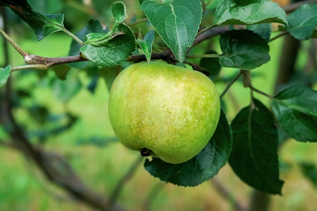 green apple grows on an apple tree branch gardening and cultivation of apples concept