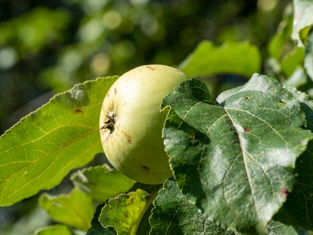 A green Apple hangs on a tree branch on a bright Sunny summer day