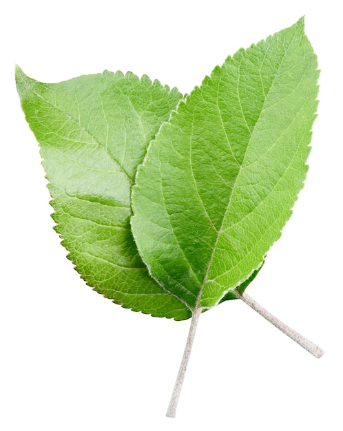 Green apple leaf isolated on white background Leaves Apple Clipping Path