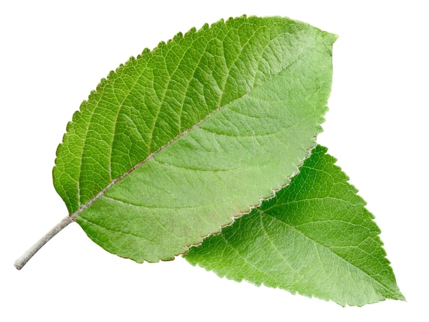 Green apple leaf isolated on white background Leaves Apple Clipping Path