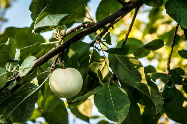 Green apple on a tree branch in an orchard