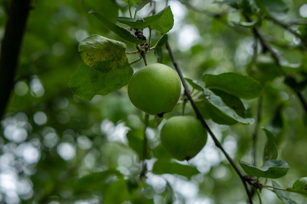 a green apple on a tree