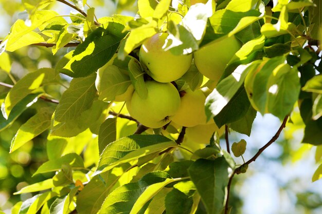 Green apples on apple tree branch