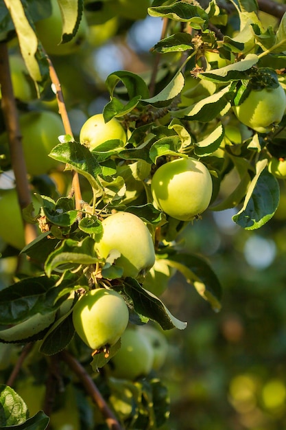 Green apples on a branch of an apple tree