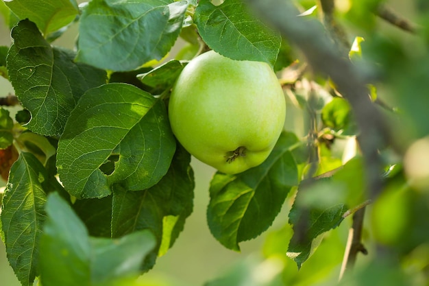 Green apples on a branch of an apple tree